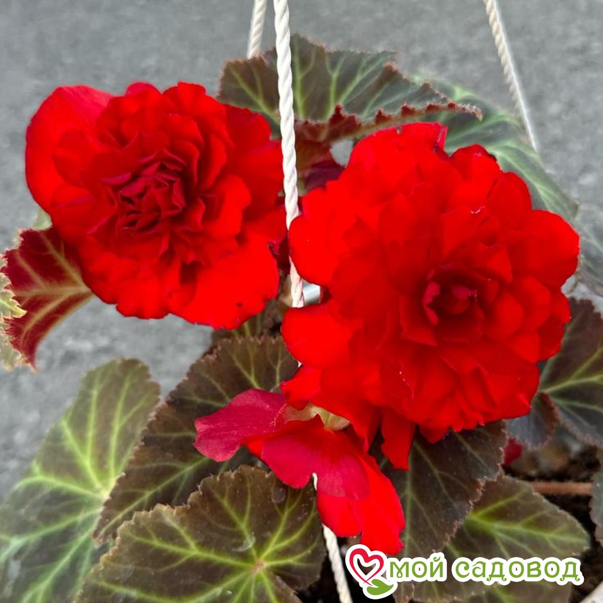 Бегония Нон-стоп Ред